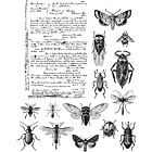 Tim Holtz Cling Stamps Entomology 